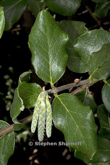 garrya elliptica cv evie 1 graphic